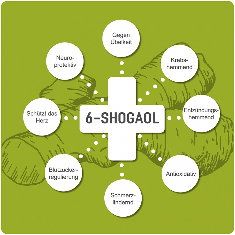6-Shogaol - Ingwer-Wirkung
