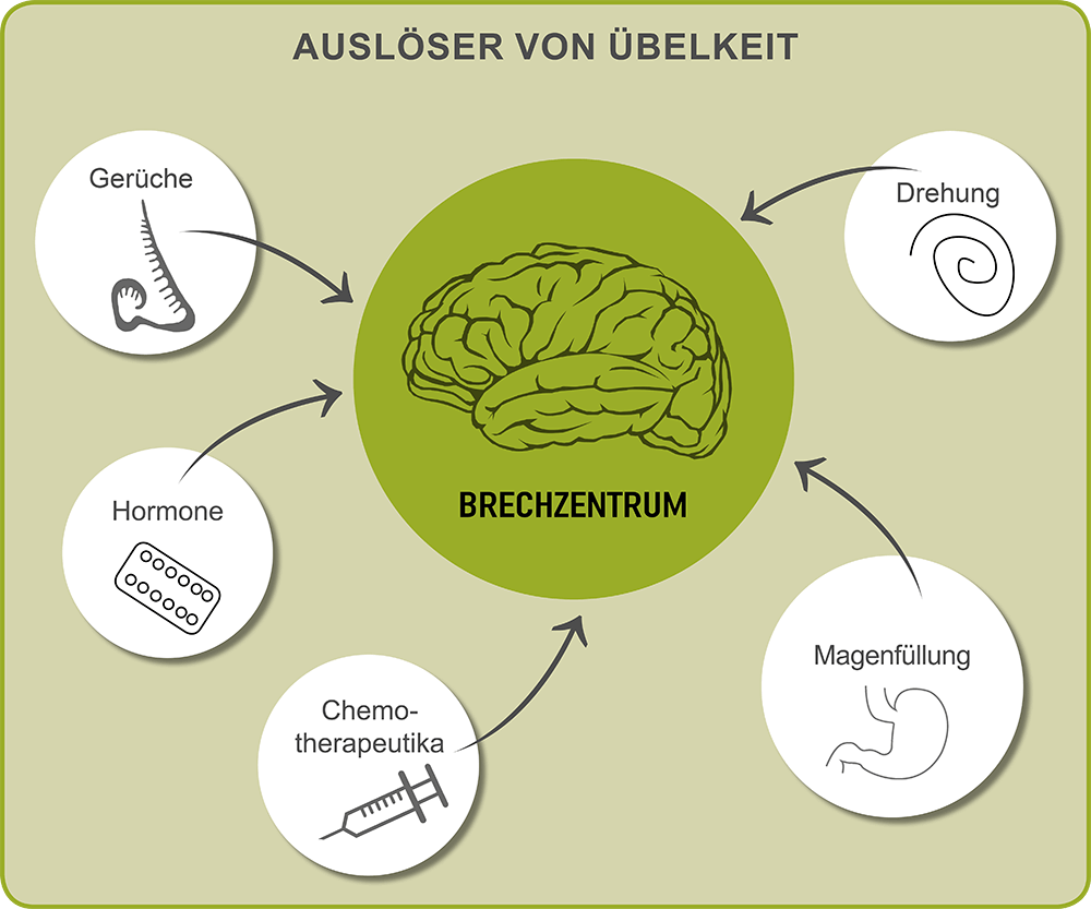 Übelkeit und Erbrechen - Ingwer-Wirkung - Ingwer als Antiemetikum